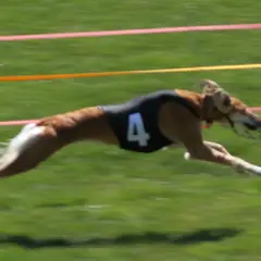 Polish Greyhound - Photo 9