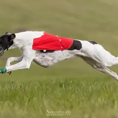 Polish Greyhound - Photo 10