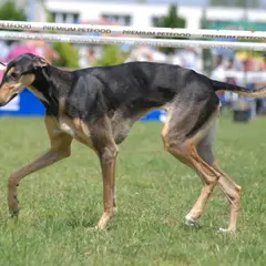Polish Greyhound - Photo 11