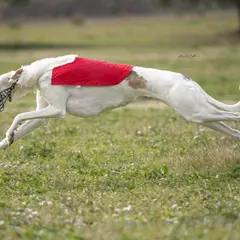 Polish Greyhound - Photo 12