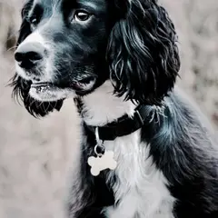 Springer inglés - Foto 11