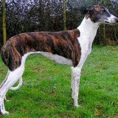 Hungarian Greyhound - Photo 3