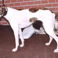 Hungarian Greyhound - Photo 4