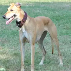 Hungarian Greyhound - Photo 5