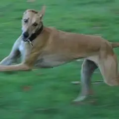 Hungarian Greyhound - Photo 6