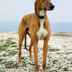 Hungarian Greyhound - Photo 7