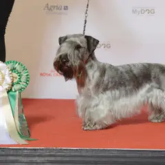Tschechischer Terrier - Foto 1