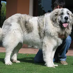 Mastino dei Pirenei - Foto 1