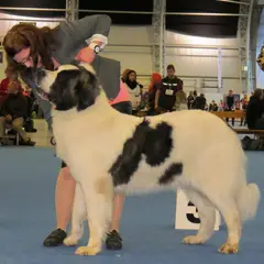 Mastino dei Pirenei - Foto 2