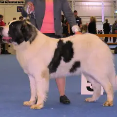Mastino dei Pirenei - Foto 3