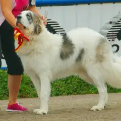Mastino dei Pirenei - Foto 5