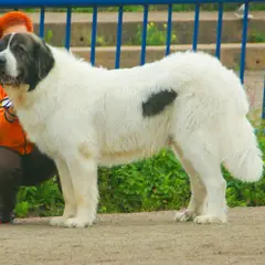 Mastino dei Pirenei - Foto 6