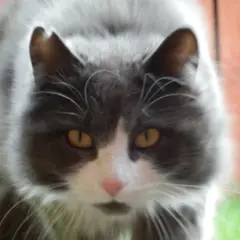Noorse Boskat - Foto 3