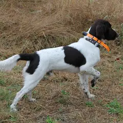Small Münsterländer - Photo 3