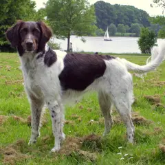 Small Münsterländer - Photo 4