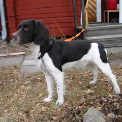 Small Münsterländer - Photo 5