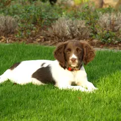 Small Münsterländer - Photo 6