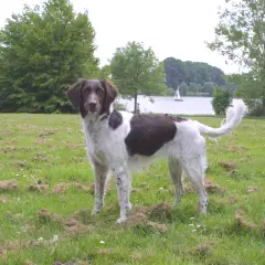 Small Münsterländer - Photo 7