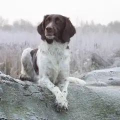 Small Münsterländer - Photo 8