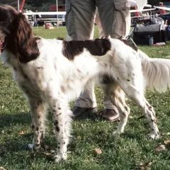 Small Münsterländer - Photo 9