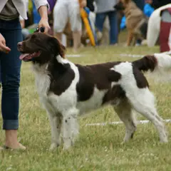 Small Münsterländer - Photo 10
