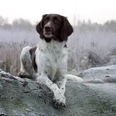 Small Münsterländer - Photo 11