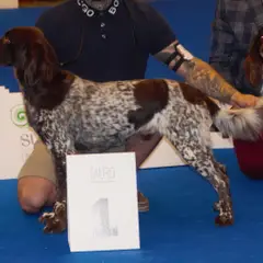 Small Münsterländer - Photo 12