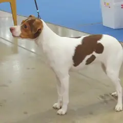 Terrier brasiliano - Foto 2