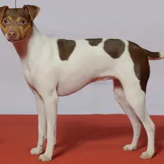 Terrier brasiliano - Foto 3