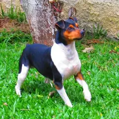 Terrier brasiliano - Foto 4