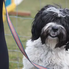 Tibetan Terrier - Photo 2