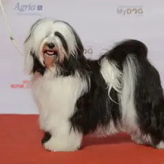 Tibetan Terrier - Photo 3
