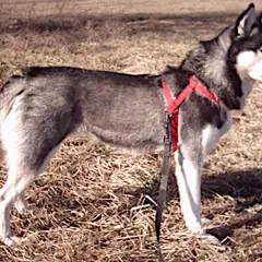 Husky Sibérien - Photo 2