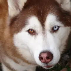 Husky Sibérien - Photo 3