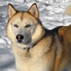 Husky Sibérien - Photo 4
