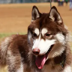 Husky Sibérien - Photo 5