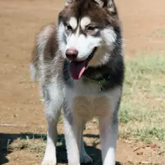 Husky Sibérien - Photo 6