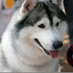 Husky Sibérien - Photo 7