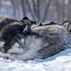 Husky Sibérien - Photo 8
