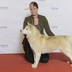 Husky Sibérien - Photo 9