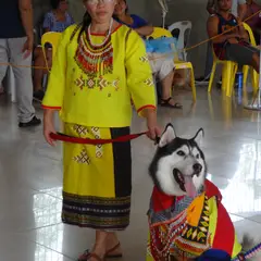 Husky Sibérien - Photo 10