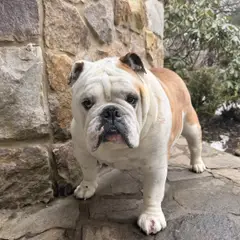 Bulldog Inglese - Foto 2