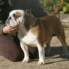 Bulldog Inglese - Foto 4