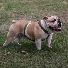 Bulldog Inglese - Foto 5