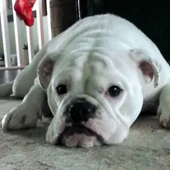 Bulldog Inglese - Foto 6