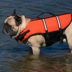 Bulldog Inglese - Foto 7
