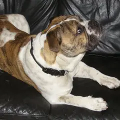 Bulldog Inglese - Foto 10
