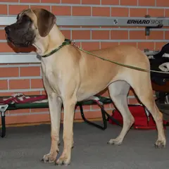 Dogue Allemand - Photo 4