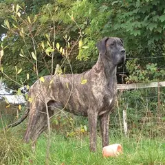 Dogue Allemand - Photo 5