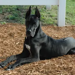 Dogue Allemand - Photo 6
